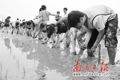 百余香港学生奔赴广州南沙学种田(图)