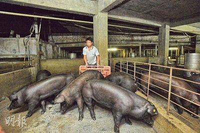香港猪农首次引入台湾黑毛猪养殖(图)