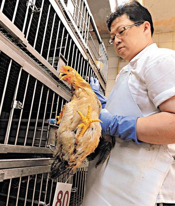 香港72%活鸡贩自愿退牌 有业者称独市都难经