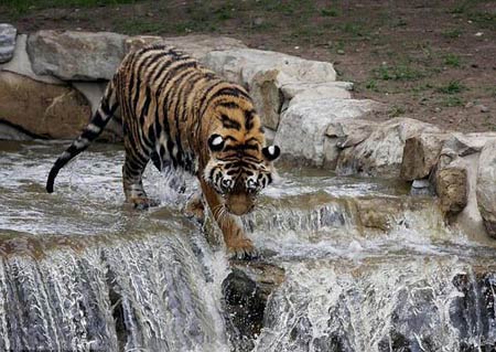 英动物园老虎为避暑从4米高瀑布上“跳水解热”
