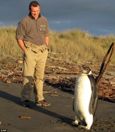 帝企鹅迷路来到新西兰康复后快乐回归南极（图）