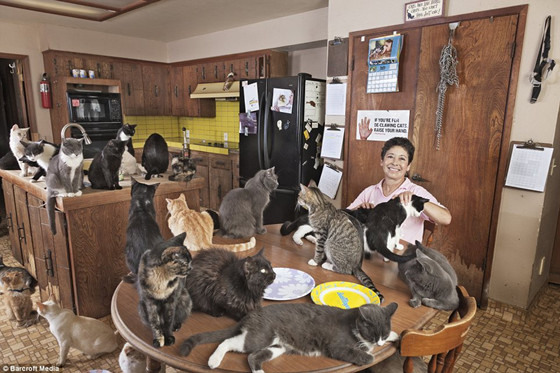 美 猫夫人 30年收留700只流浪猫 家变猫窝(图)