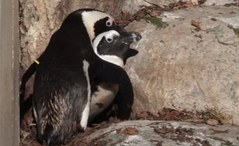 加拿大一对雄企鹅是“同性恋”每晚结伴栖息（图）