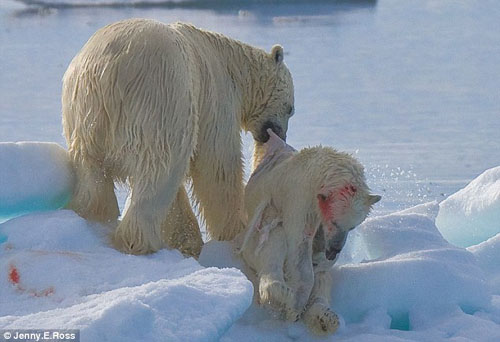 大熊吃小熊 全球暖化导致北极熊饥不择食(图)