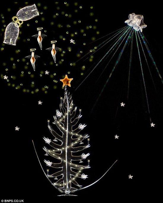 海洋学家用浮游生物照片制作梦幻圣诞贺卡(图