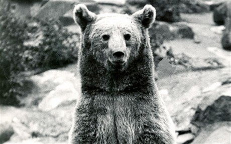 棕熊“佛伊泰克”曾加入波兰军队，同波兰士兵一同出生入死，是名副其实的二战英“熊”