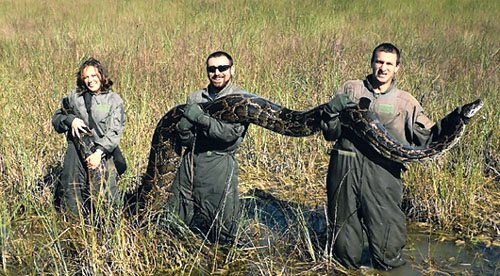 缅甸蟒蛇入侵建种群 美国佛州野生动物剧减(图