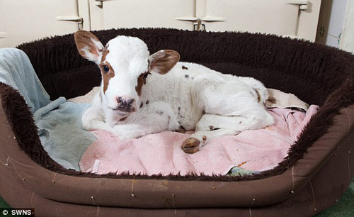 英国最迷你奶牛出生 获牧羊犬贴身护卫(图)