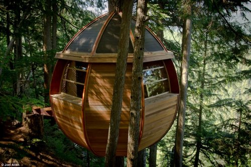 加拿大一男子没钱买房森林里自建蛋型树屋(图