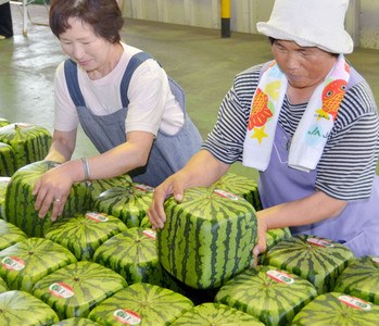 日本香山售卖方形西瓜形如骰子受商贩青睐（图）