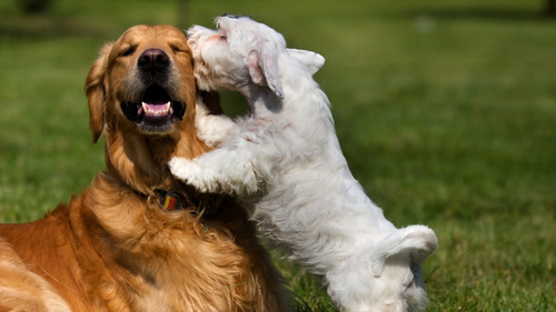 巴西狗狗情侣酒店将开业 为宠物狗提供幽会场
