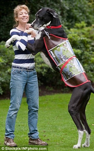 大丹犬获世界最高雌性犬称号 身高近一米(组图