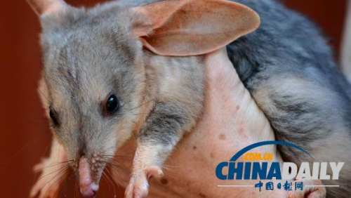 澳宣布赠英王室宝宝兔耳袋狸玩具系澳特有动物