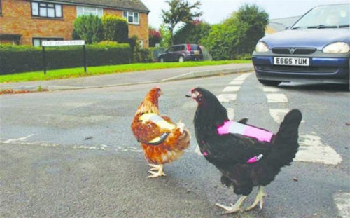 英一公司专为鸡研制反光背心 可避免鸡被撞(图