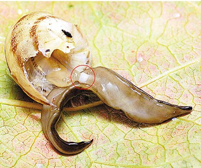 新几内亚扁虫入侵法国 专家警告法蜗牛或濒绝