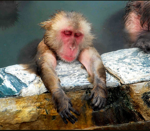 日本北海道猴子泡温泉御寒 惬意地打起瞌睡(图