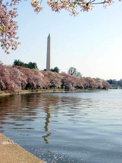 美国樱花节如期举行首都华盛顿成花海（组图）