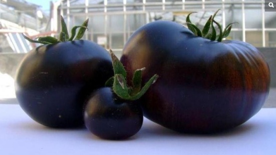 意大利黑色西红柿名“黑日”富含抗氧化剂（图）