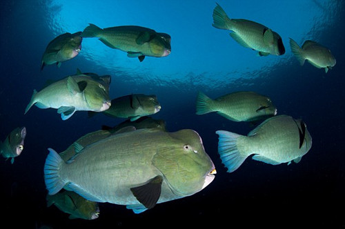 调皮鹦鹉鱼爱抢镜拍照 是生态平衡保护者(组图)