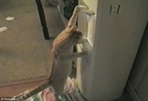 聪明猫咪难耐暑热用饮水机接水喝 萌趣惹人爱 