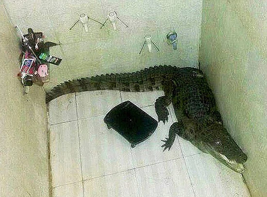 野生鳄鱼溜进居民家浴室 长1.5米吓坏男子(图)