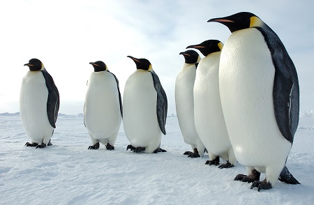 为“萌胖子”正名：研究显示史前企鹅身高可达2米 