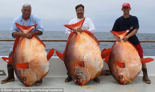 3渔夫连捕3条稀有月鱼 概率低如中彩票大奖(图)