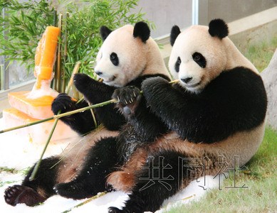 日本和歌山县为双胞胎大熊猫庆祝四岁生日(图)