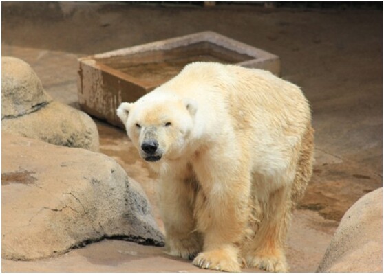南非动物园将为一只病重北极熊实施人道“毁灭” 
