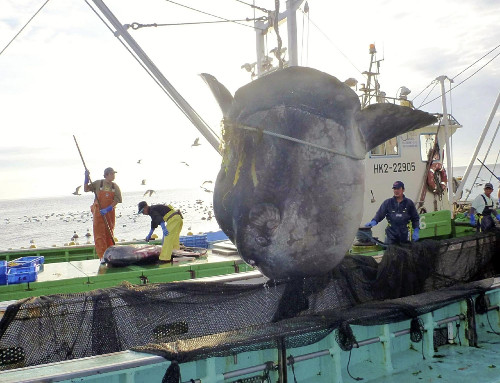 日本北海道捕获巨型翻车鱼 长3米重逾一吨(图)