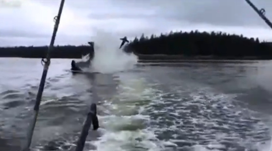 阿拉斯加海狮遭杀人鲸追杀 被抛出水面高达数米 
