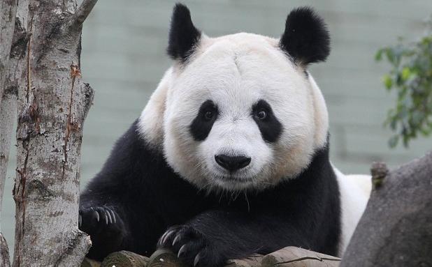忧噪音影响熊猫孕期 英动物园请求飞机不要低飞