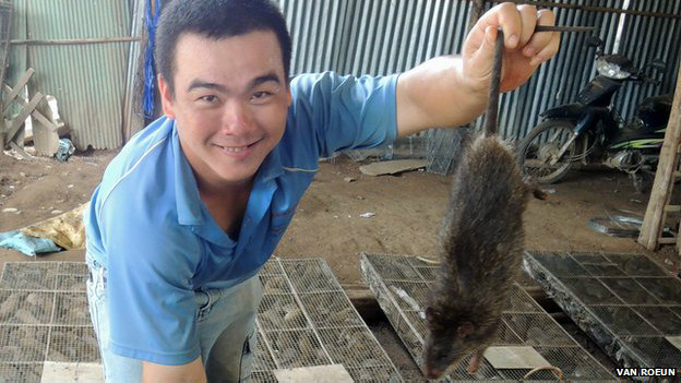 柬埔寨鼠肉热销越南市场 鼠肉比猪肉更美味？ 