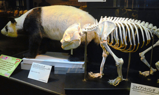 日本推出大规模骨骸展 称有助学习动物进化(图)