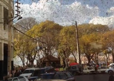 马达加斯加首都遭蝗虫侵袭 蝗虫遮天蔽日如乌云 