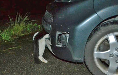 猫咪被急行汽车撞倒拖行十多公里 大难不死(图)