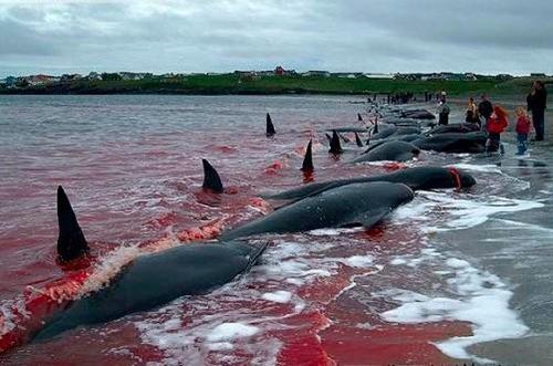 日本捕杀海豚季开始 反诉动物保护团体“干扰” 