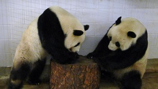 澳洲动物园大熊猫自然交配又失败 明年继续努力