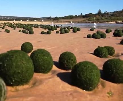 悉尼海滩现大量“来自星星的蛋” 实为海藻(图)