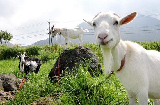 日媒：日本都市新实验 住宅区放养山羊除杂草