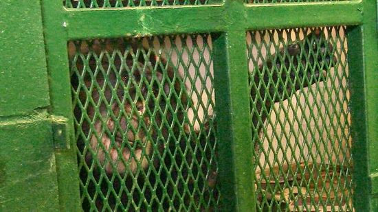 美上诉庭裁定黑猩猩不享有人权 无法像人被对待