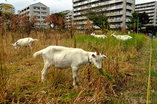 “山羊除草队”进入日本住宅区 软草合山羊胃口 