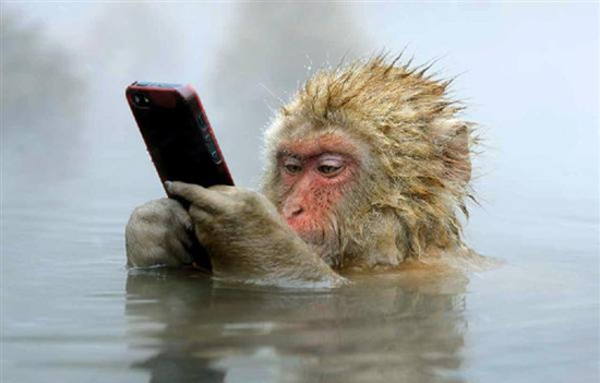 日本一猴子边泡温泉边玩手机照片获摄影奖(图)