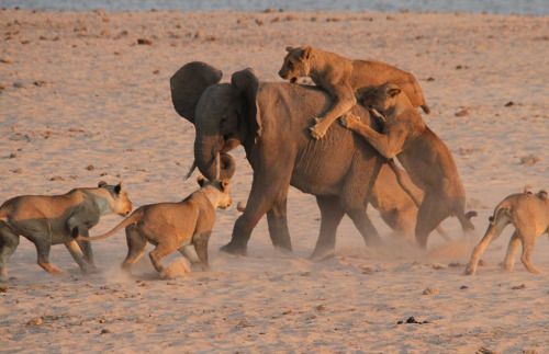 非洲大象独战14只饥饿猛狮3分钟 幸运逃生(图)