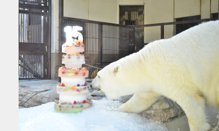 日本一动物园为北极熊庆生 准备5层冰块水果蛋糕 