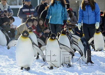 日本北海道启动“企鹅散步”项目萌趣十足（图）