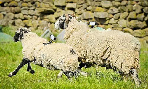 英国科学家给羊装数字项圈 使其变身Wi-Fi热点