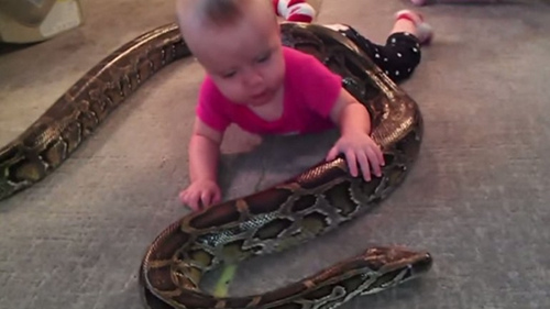 美国一父亲让1岁宝宝与蟒蛇玩耍 被批愚蠢(图)