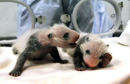 日本和歌山县为双胞胎大熊猫宝宝征集名字(图)