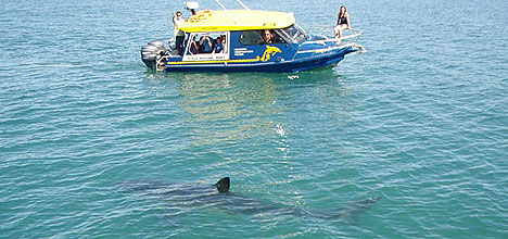 新西兰丰盛湾海滩现鲨鱼 游客惊吓纷纷逃上岸(图)
